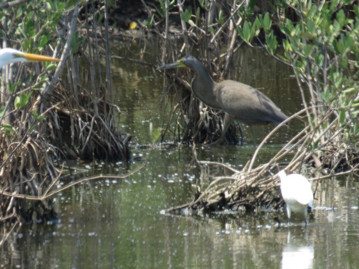 Bare-throated Tiger-Heron - John van Dort