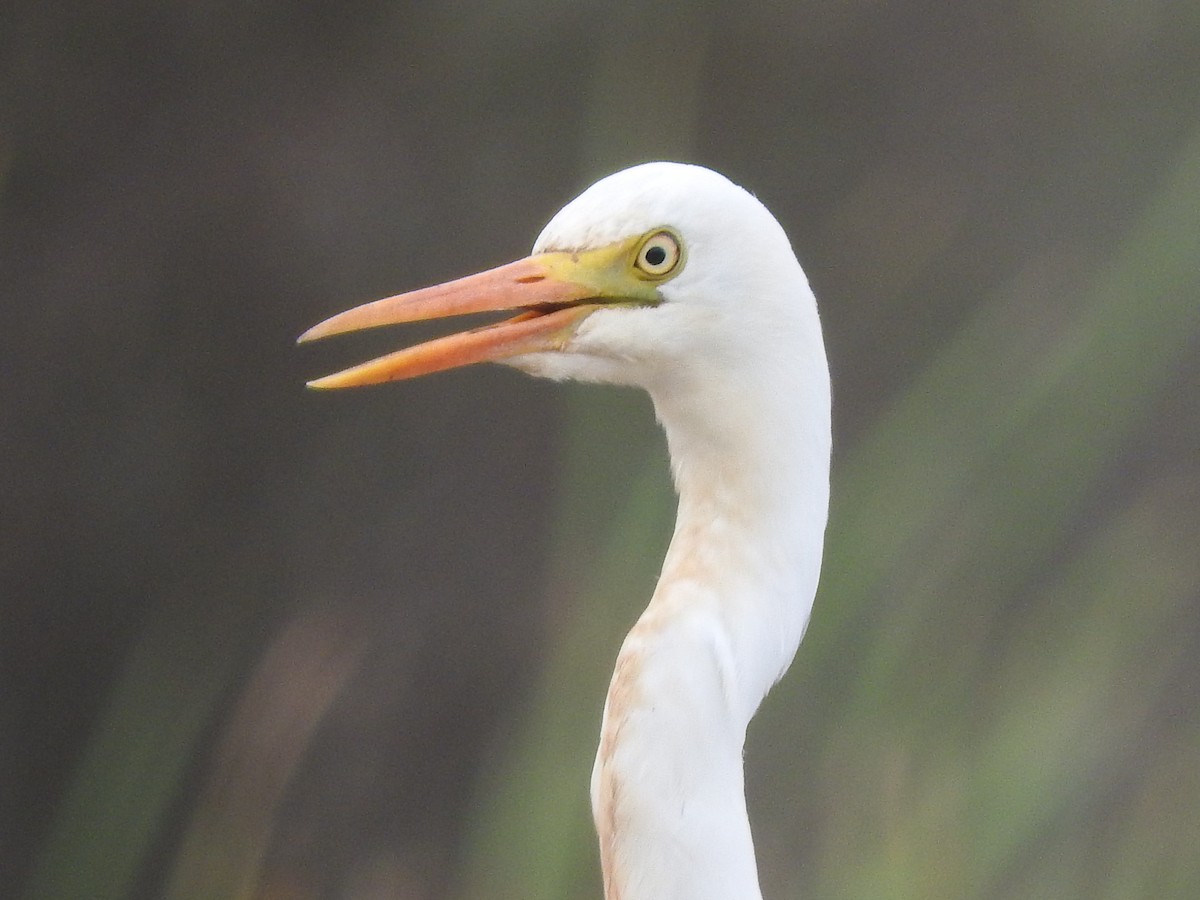 Plumed Egret - ML283450061