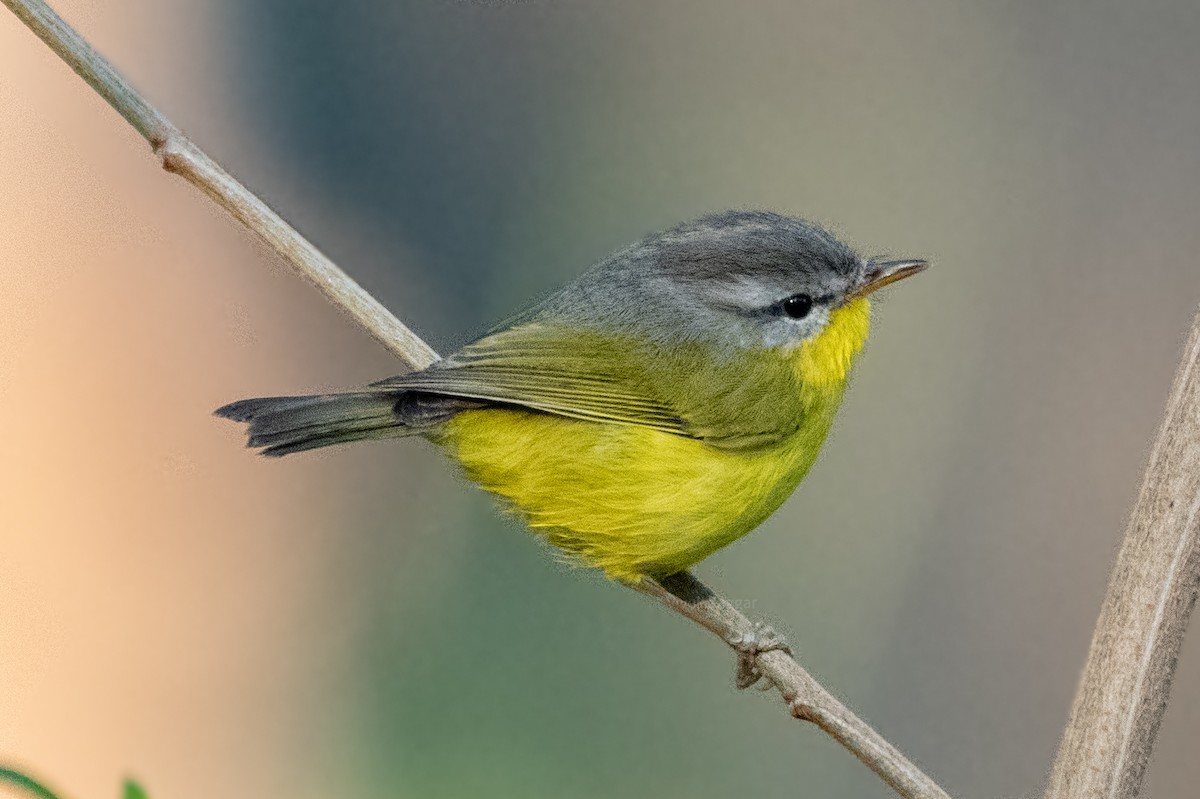 Gray-hooded Warbler - ML283451811