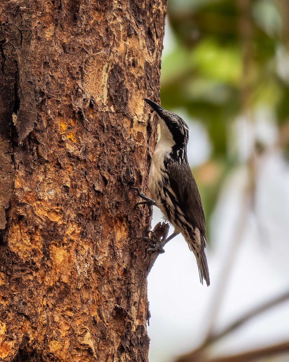 Stripe-sided Rhabdornis - ML283452901