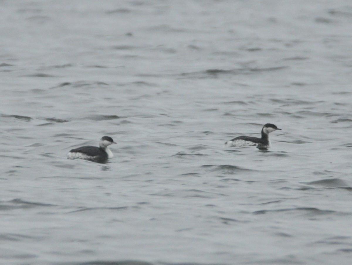 Horned Grebe - ML283454671