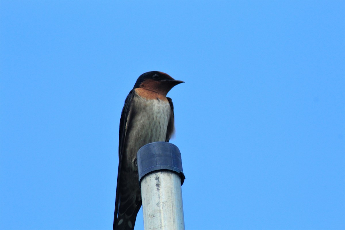 Pacific Swallow - ML283456241