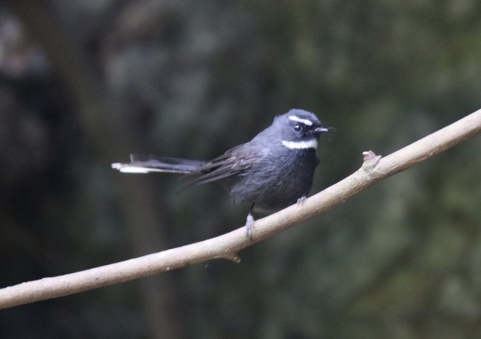 White-throated Fantail - Anonymous