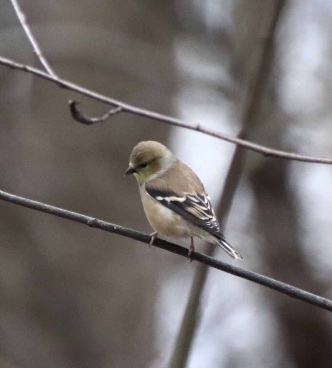 American Goldfinch - ML283457261