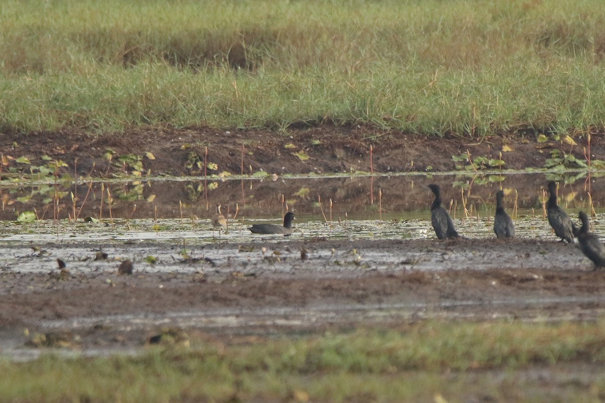 Eurasian Coot - tejas k rao