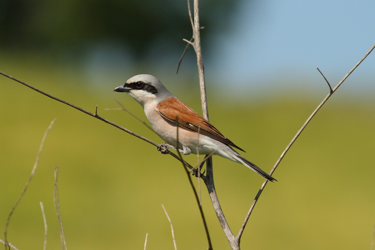 Red-backed Shrike - Patrick J. Blake