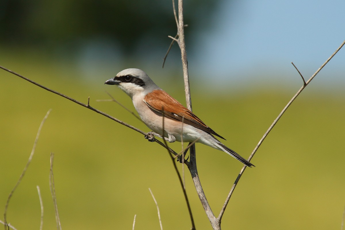 Red-backed Shrike - ML28345901