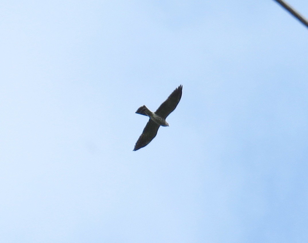 Mississippi Kite - ML28345961