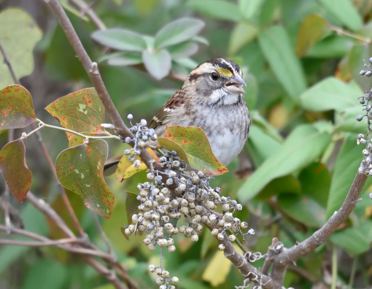White-throated Sparrow - ML283459691