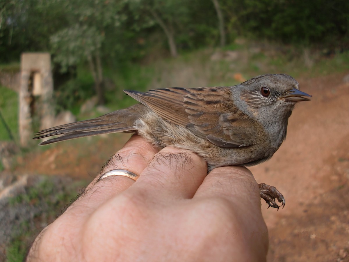 Dunnock - ML283460011