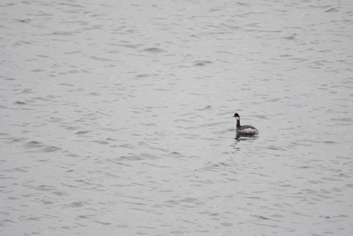 Eared Grebe - ML283466661