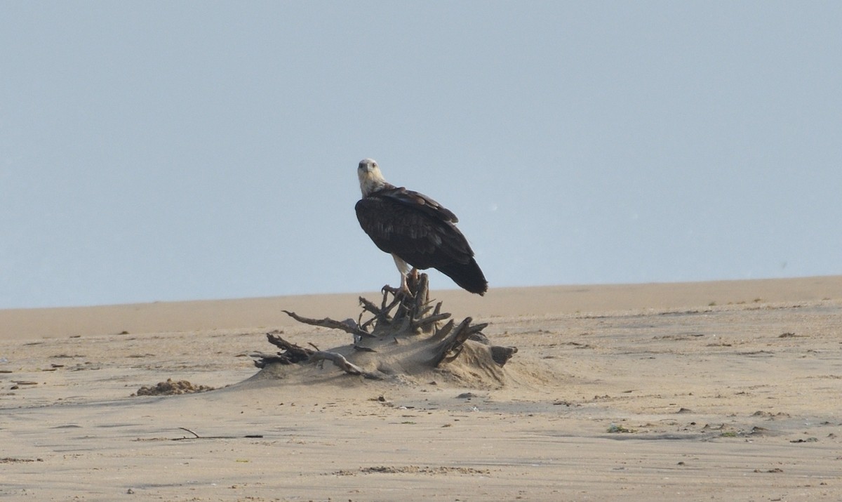 White-bellied Sea-Eagle - Subramniam Venkatramani
