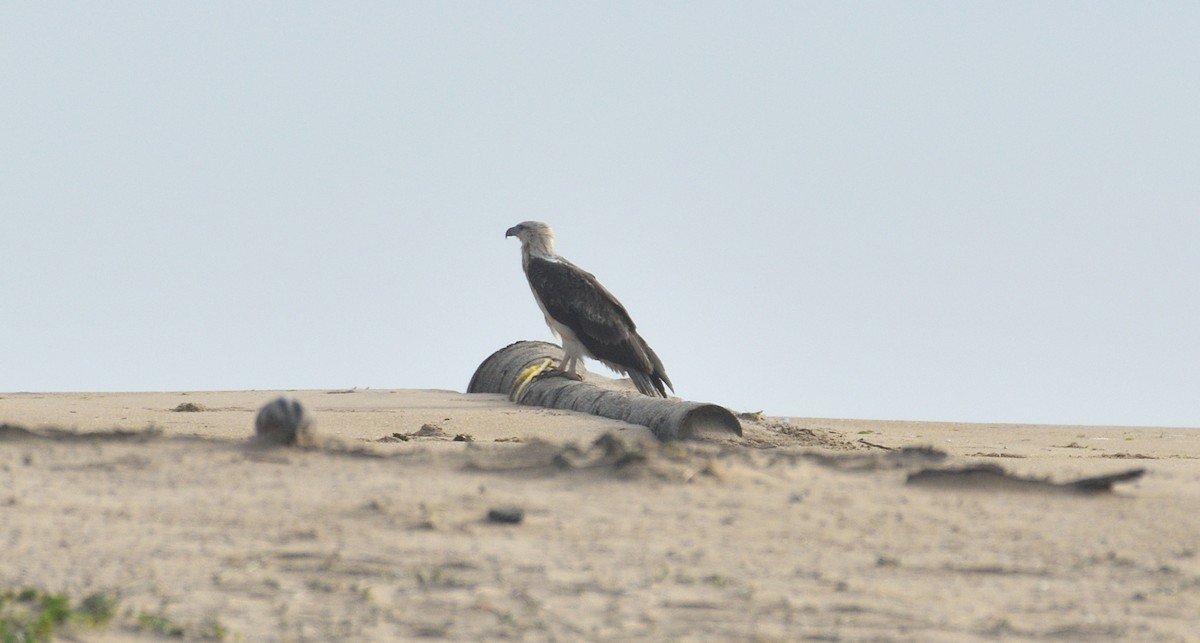 White-bellied Sea-Eagle - Subramniam Venkatramani