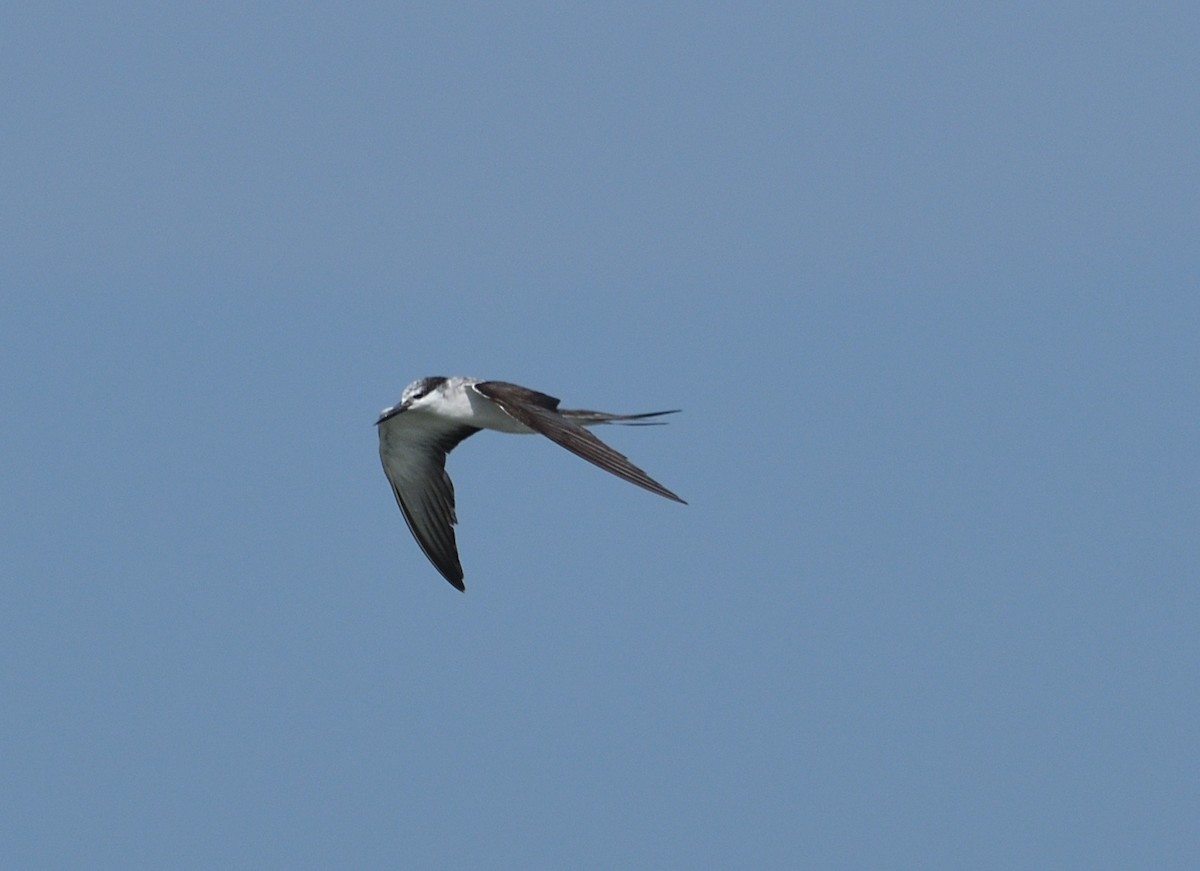 Bridled Tern - ML283467531