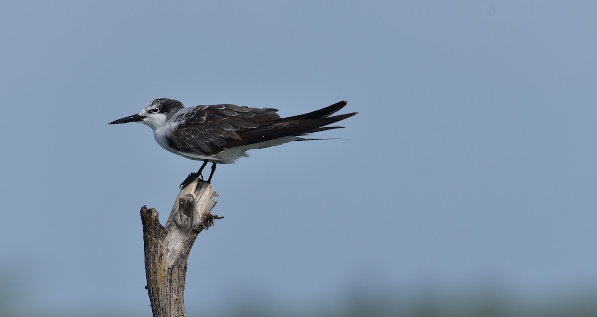 Bridled Tern - ML283467561