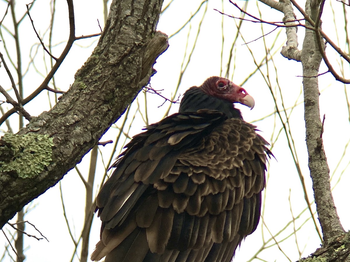 Turkey Vulture - ML283467751