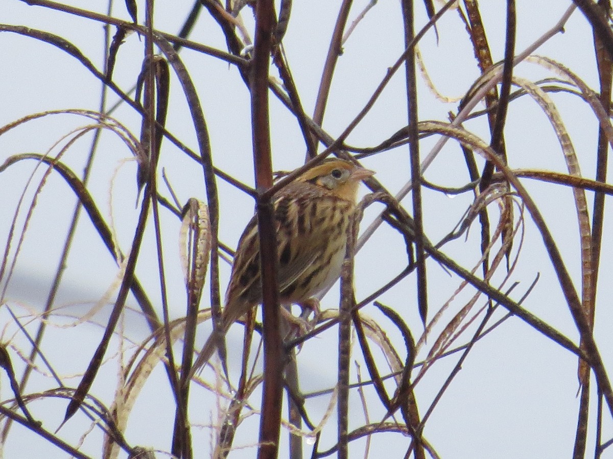 LeConte's Sparrow - ML283467891