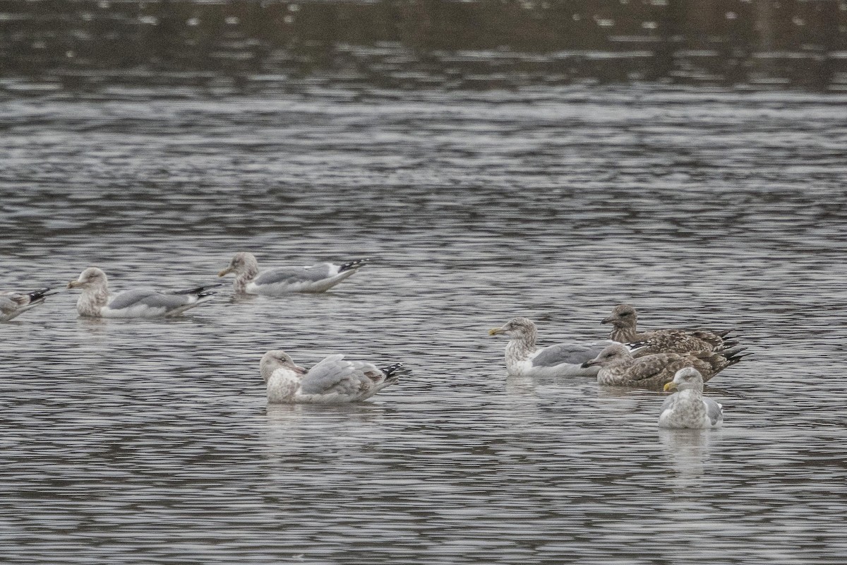 Herring Gull - Jim Linker