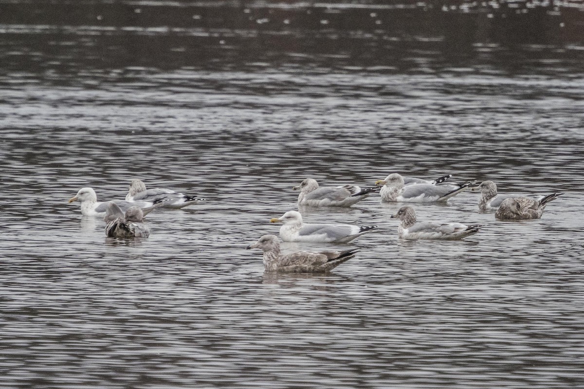 Herring Gull - Jim Linker