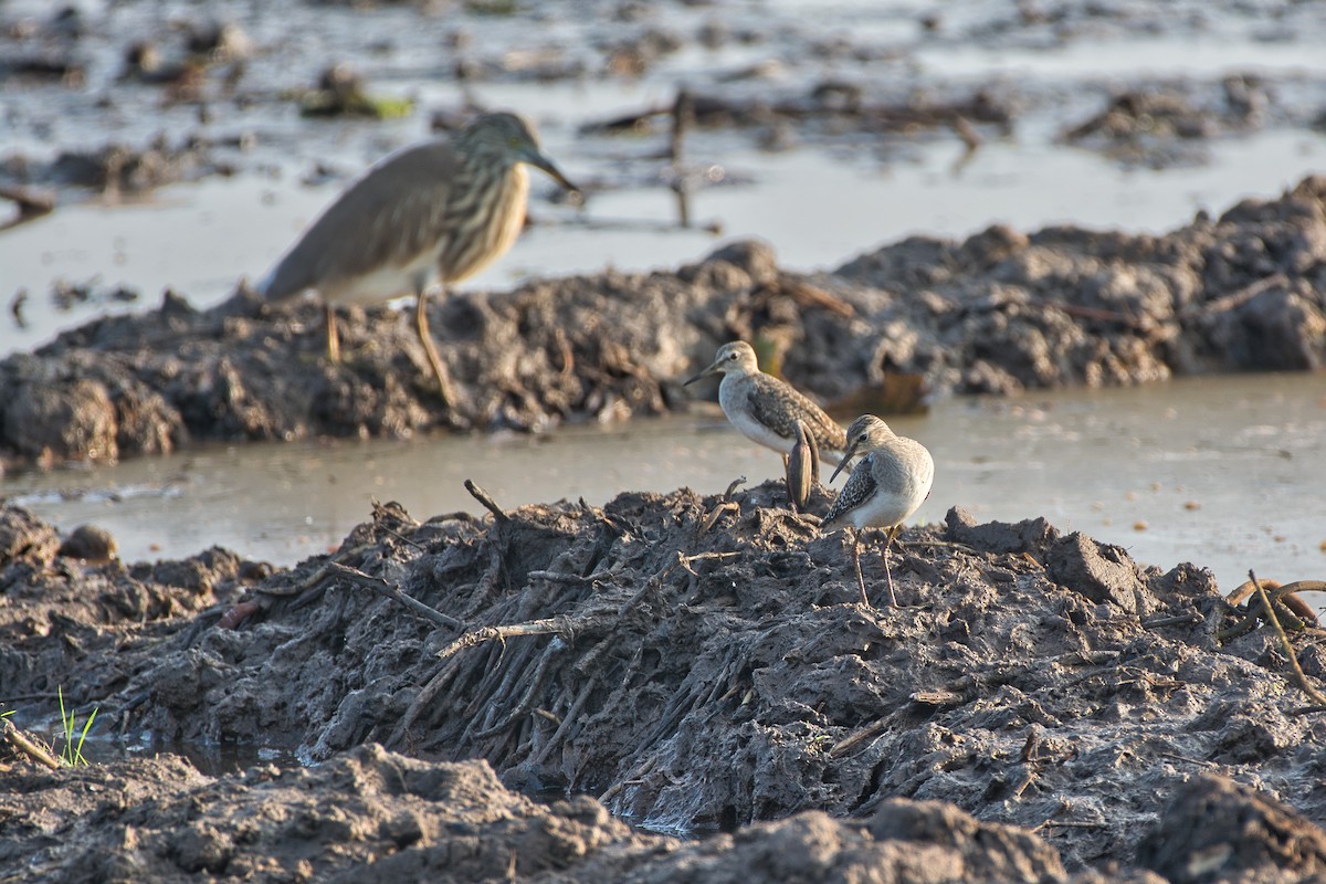 Wood Sandpiper - Vineeth Kartha