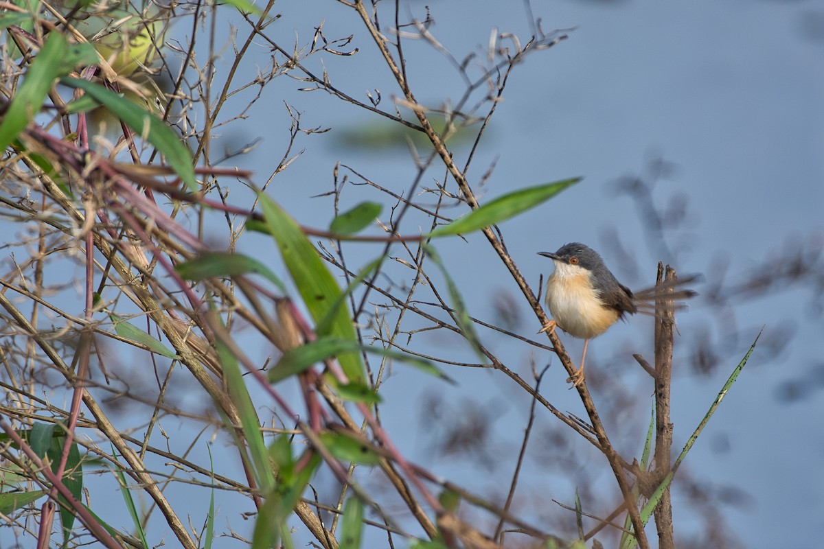 Ashy Prinia - Vineeth Kartha