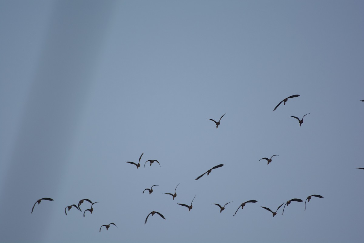 Lesser Whistling-Duck - Vineeth Kartha