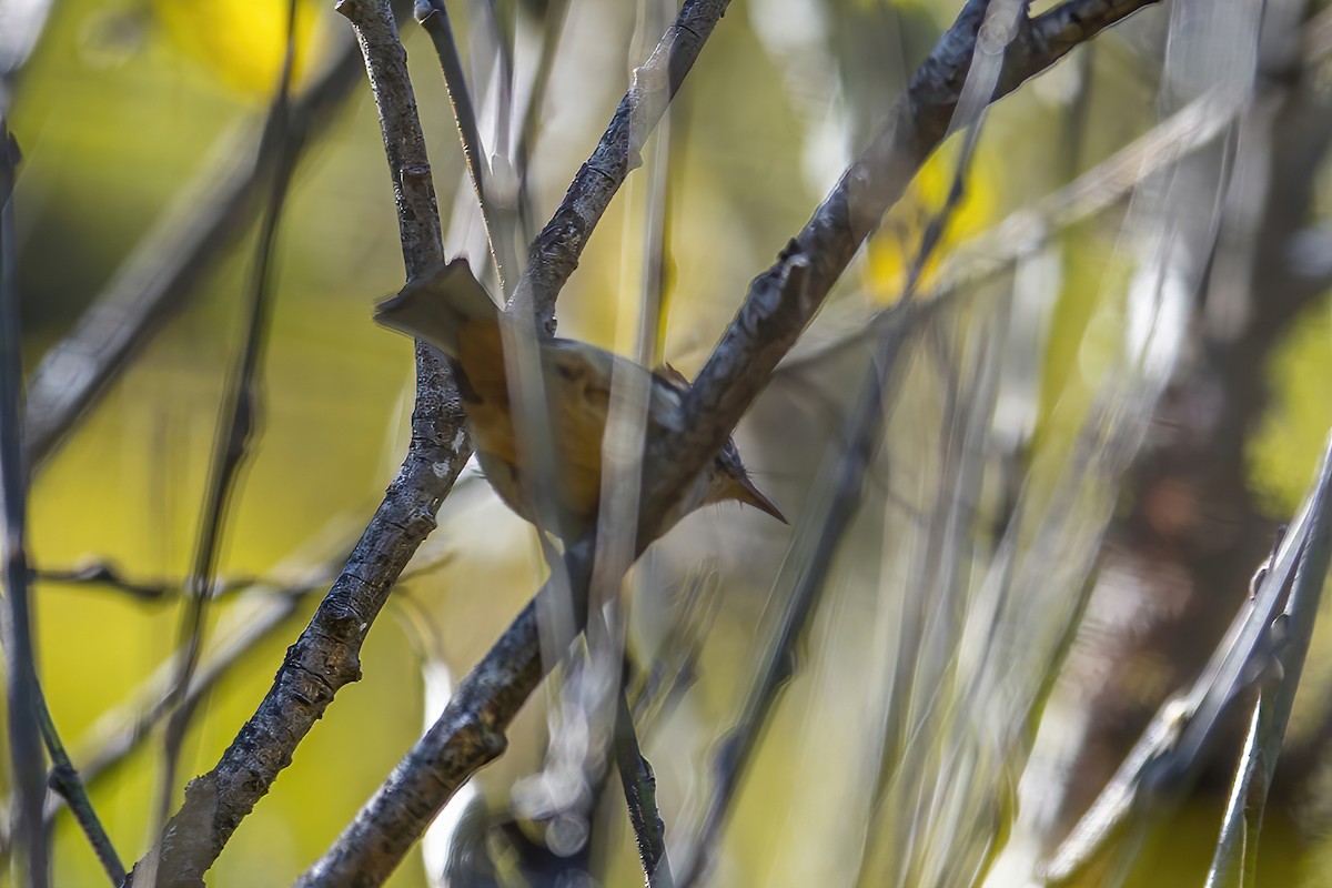 Rufous-vented Yuhina - Su Li