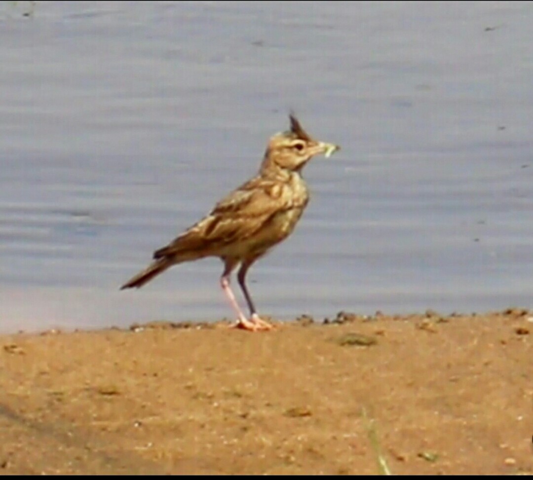 Crested Lark - ML283472981