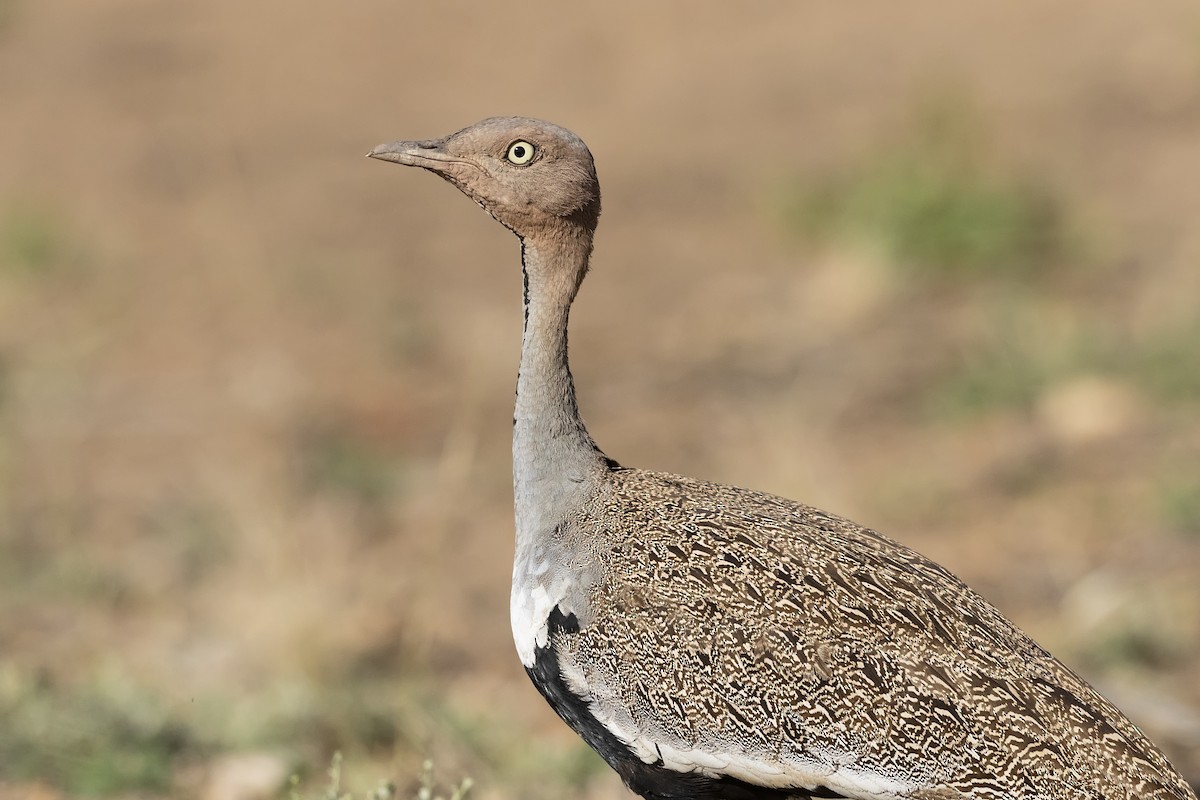 Buff-crested Bustard - ML283474501