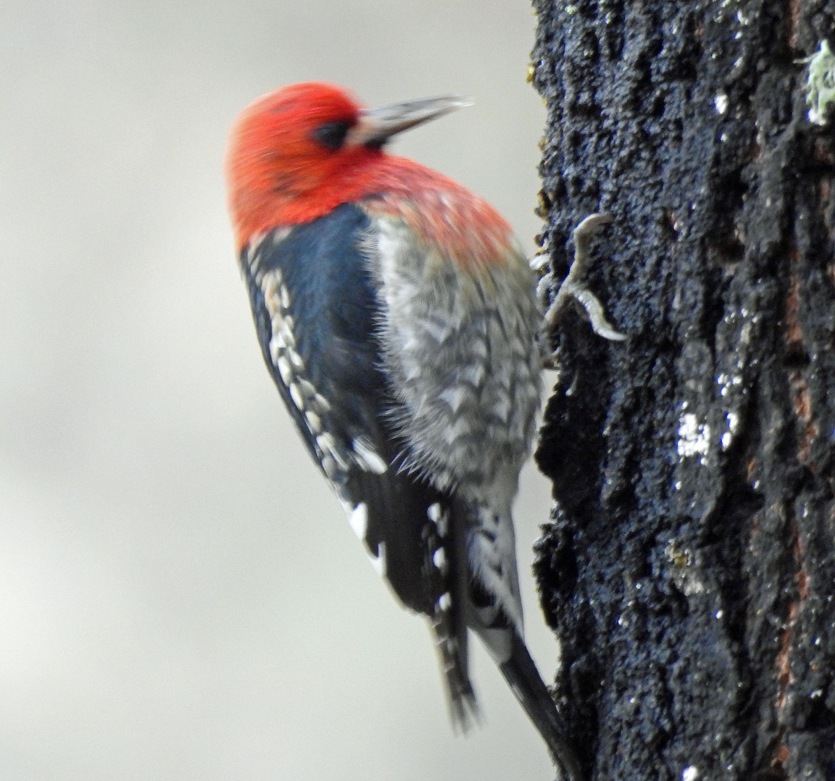 Red-breasted Sapsucker - ML283475571
