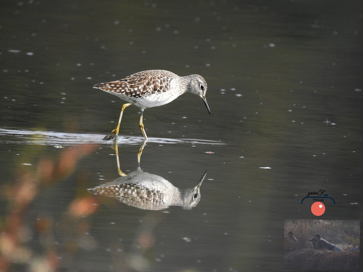 Wood Sandpiper - ML283475931