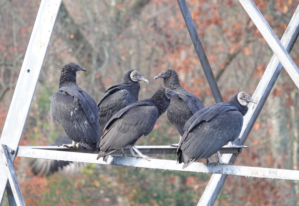 Black Vulture - ML283476001