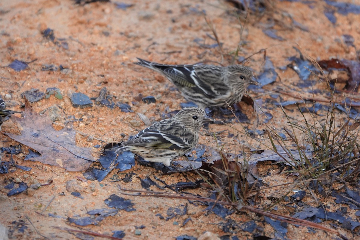 Pine Siskin - Mark Goodwin