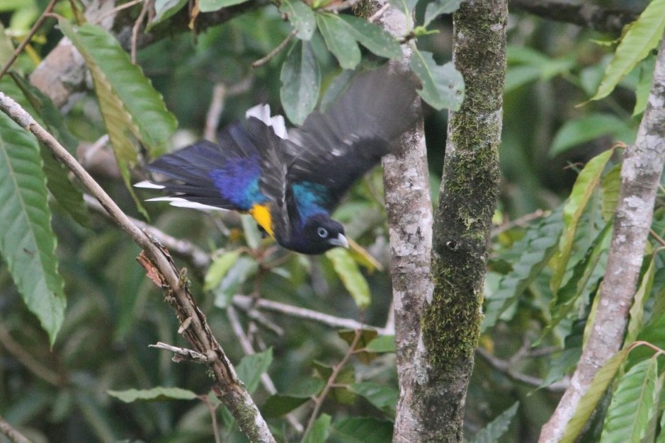 Green-backed Trogon - ML283476151