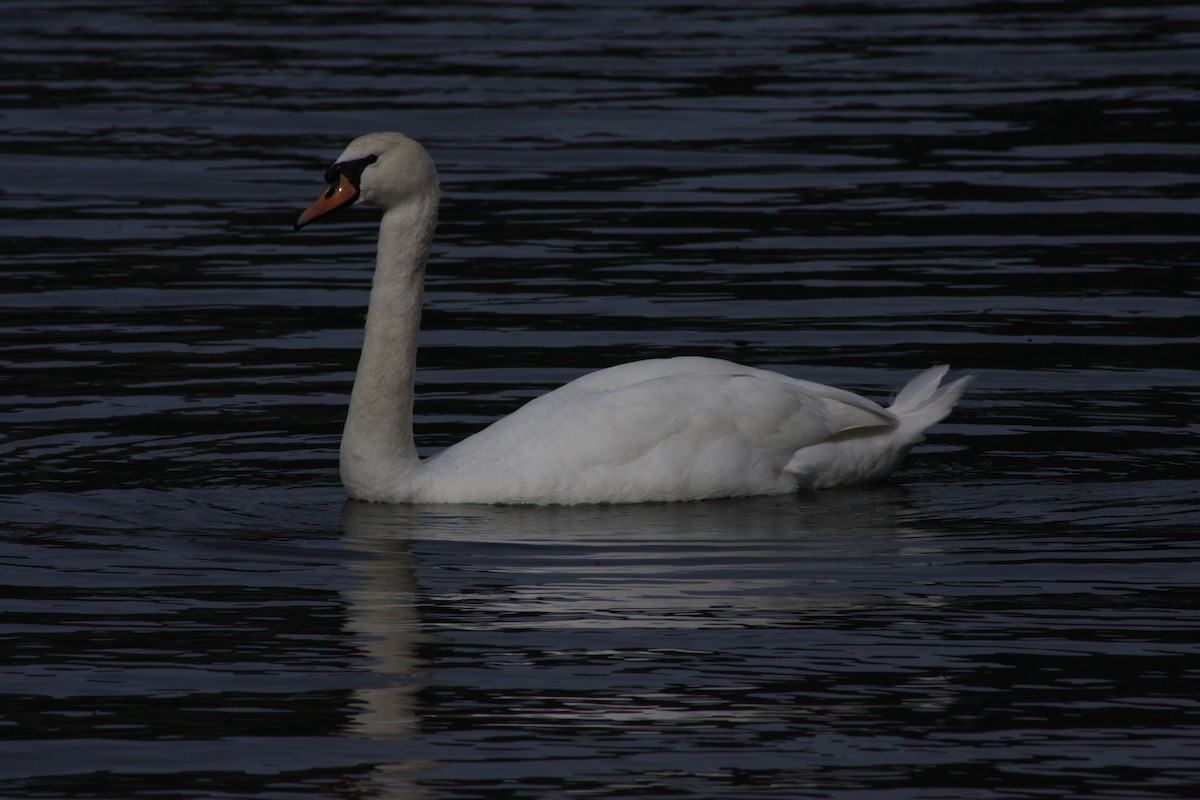 Mute Swan - ML283476161