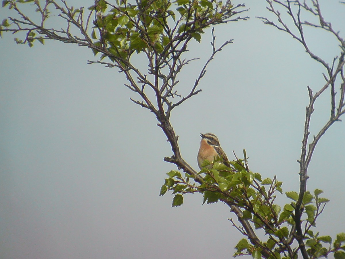 Whinchat - ML283476361