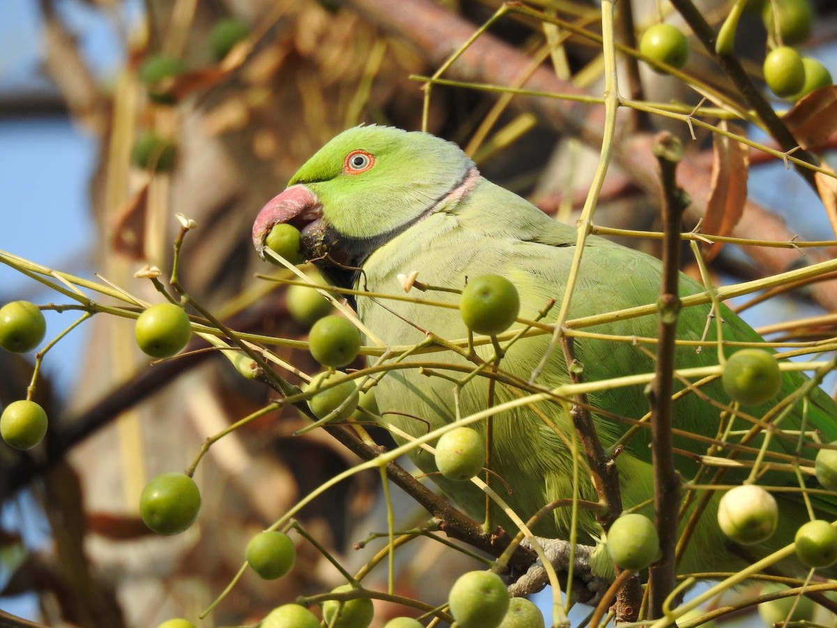 Rose-ringed Parakeet - ML283476621