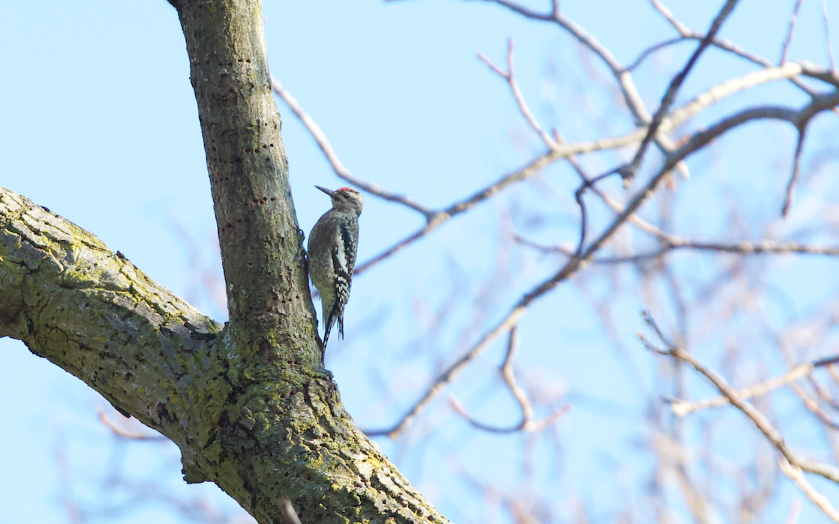 Yellow-bellied Sapsucker - ML283477391