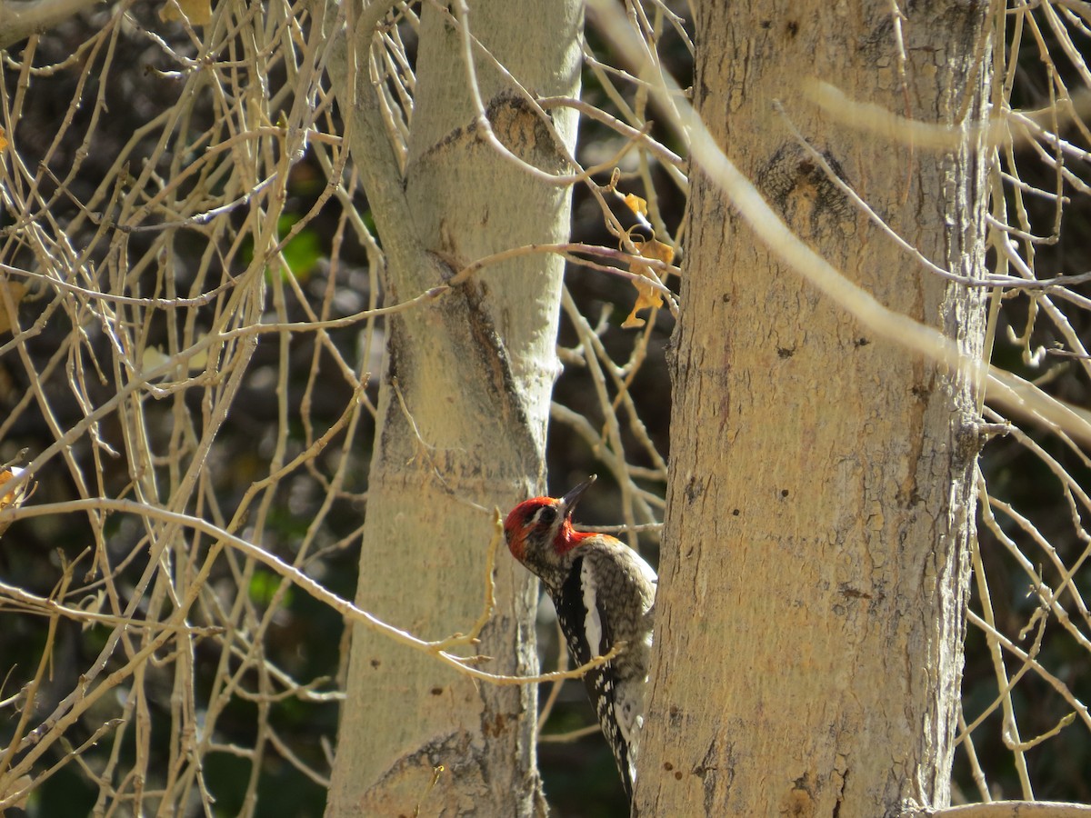 Pic à nuque rouge - ML283477551