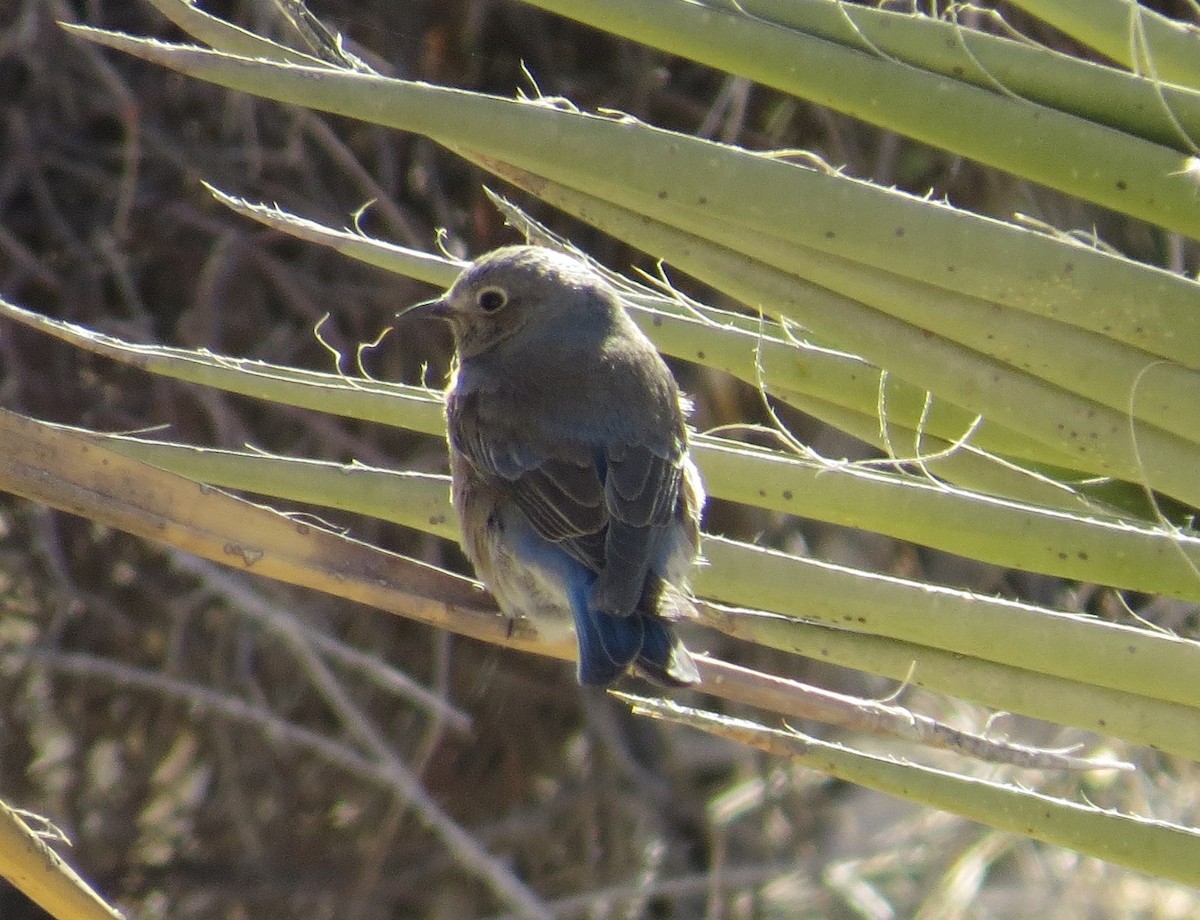 Western Bluebird - Aditya Nayak