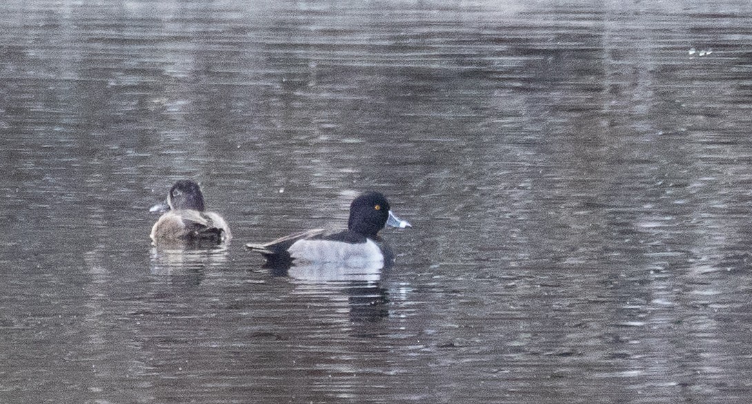 Ring-necked Duck - ML283479571