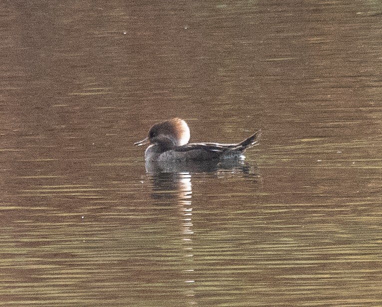 Hooded Merganser - ML283479661