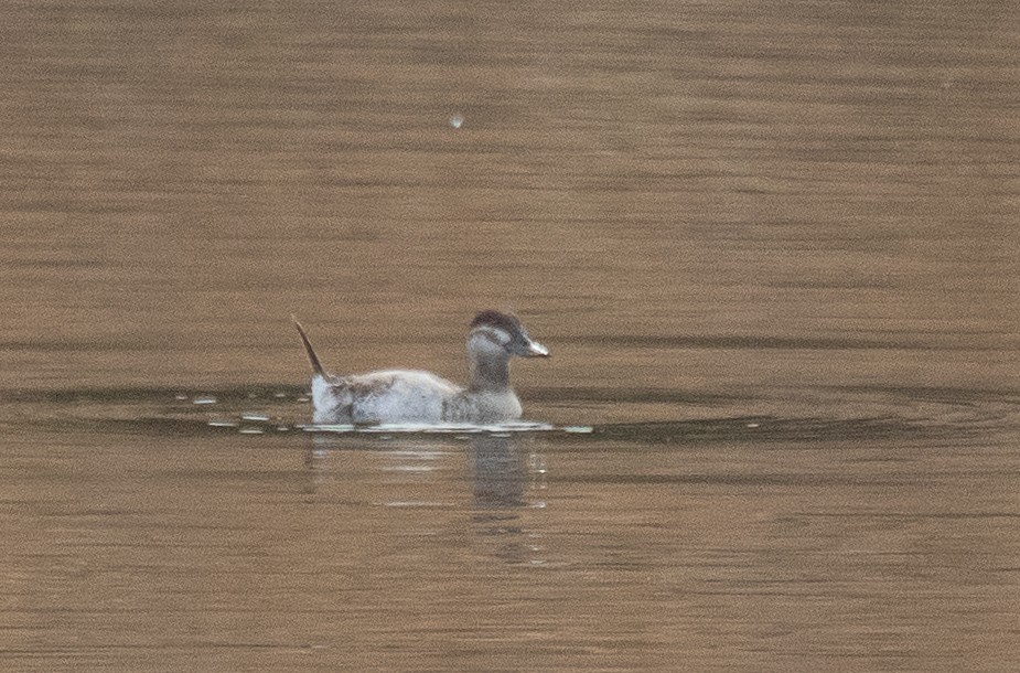 Ruddy Duck - ML283479701