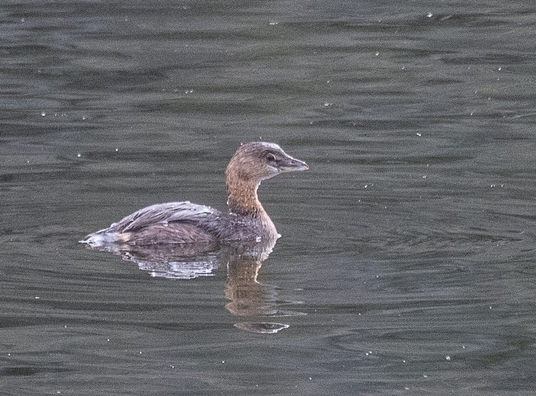 Pied-billed Grebe - ML283479751