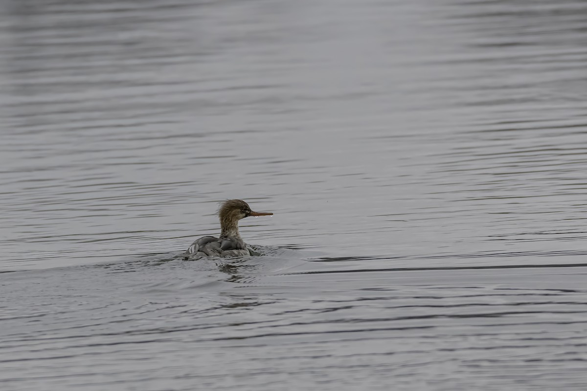 Red-breasted Merganser - ML283482421