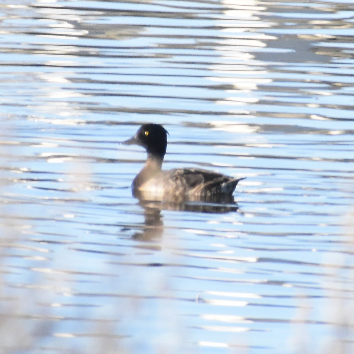 Tufted Duck - ML283482931