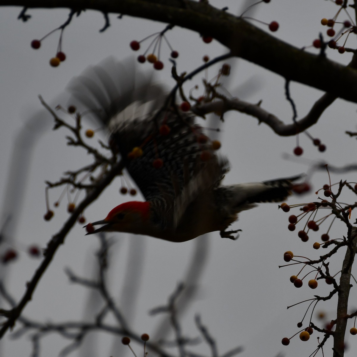 Red-bellied Woodpecker - ML283483561
