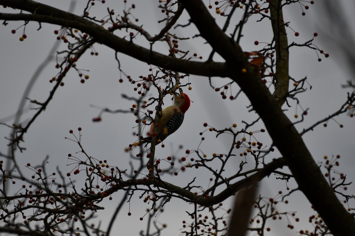 Red-bellied Woodpecker - ML283483591