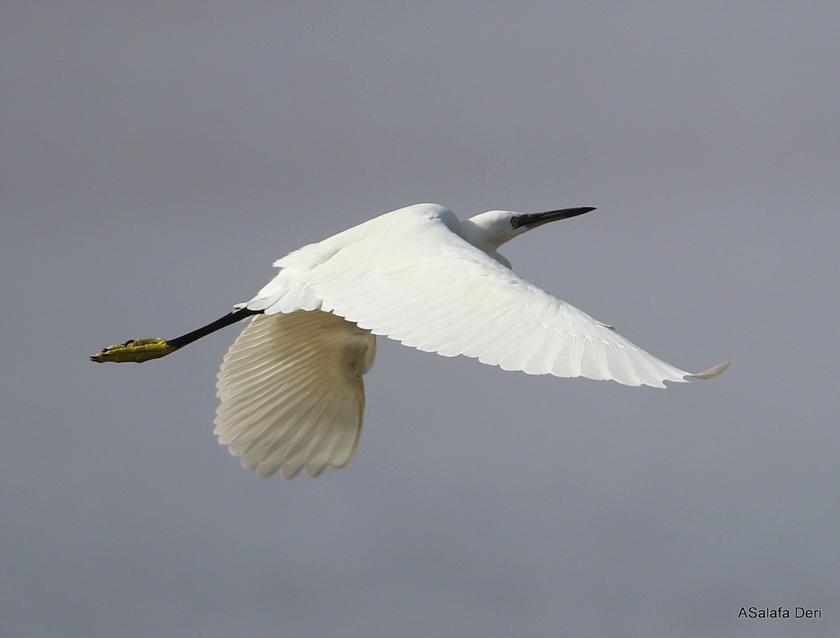 Little Egret (Western) - ML283484781