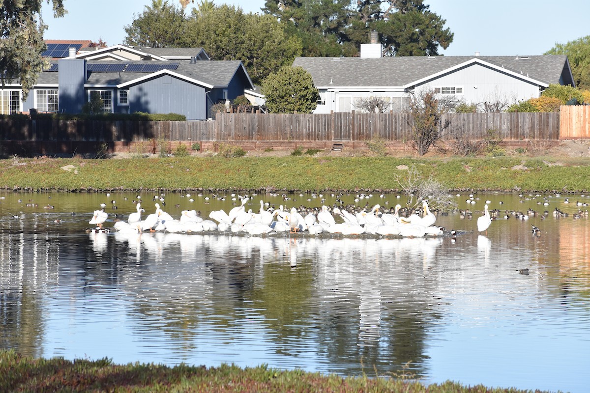 American White Pelican - Keenan Lorenzato